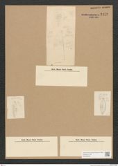 Diatomeae indet. Zeichnungen Sammlung Grunow Nr. 2472 (NHMW-BOT-W0369648)